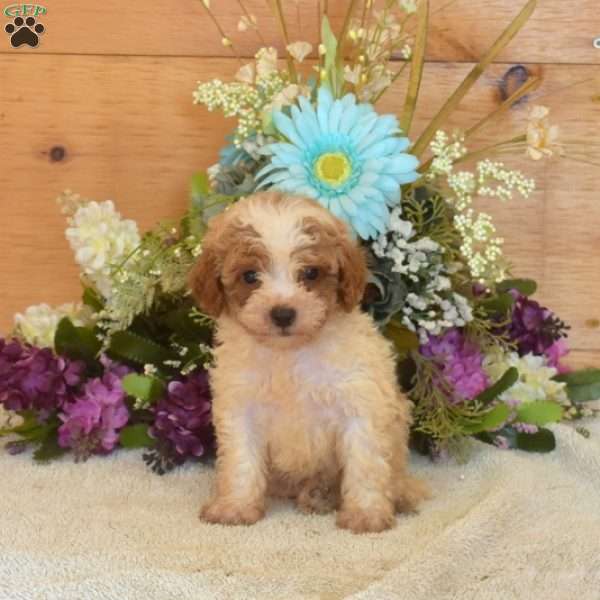 Button, Cavapoo Puppy