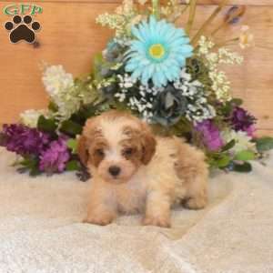 Button, Cavapoo Puppy