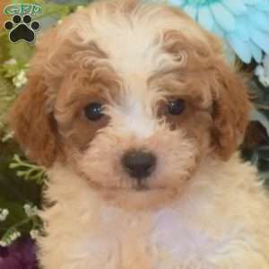 Button, Cavapoo Puppy