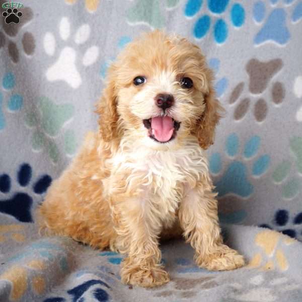 Button, Cockapoo Puppy