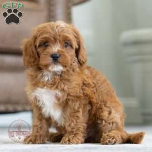 Charlie, Cavapoo Puppy