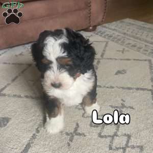 Lola, Mini Bernedoodle Puppy