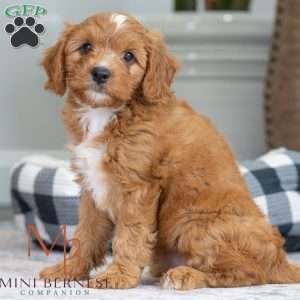 Blair, Mini Bernedoodle Puppy