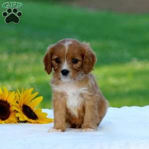 Mackenzie, Cavapoo Puppy