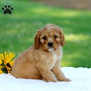 Mac, Cavapoo Puppy