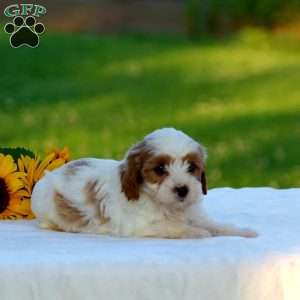 Max, Cavapoo Puppy
