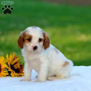 Morgan, Cavapoo Puppy