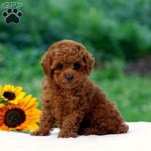Brittany, Miniature Poodle Puppy