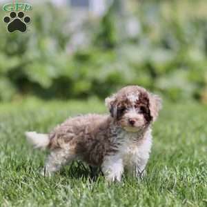 Lex, Cavapoo Puppy