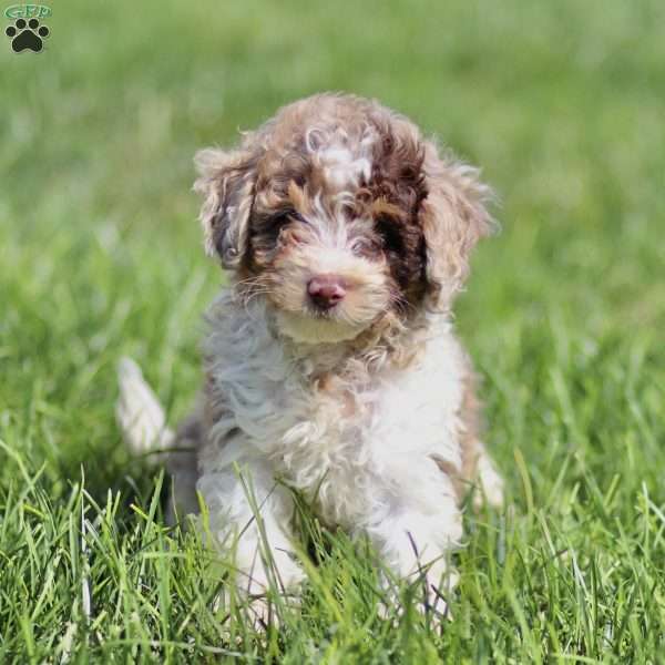 Lex, Cavapoo Puppy