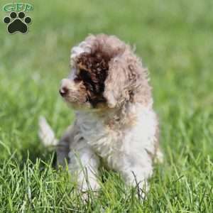 Lex, Cavapoo Puppy