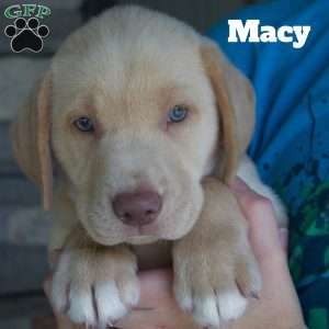 Macy, Silver Labrador Retriever Puppy