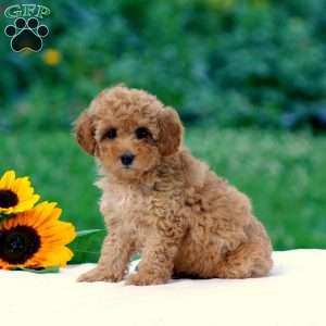 Blossom, Miniature Poodle Puppy