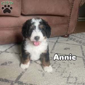 Annie, Mini Bernedoodle Puppy