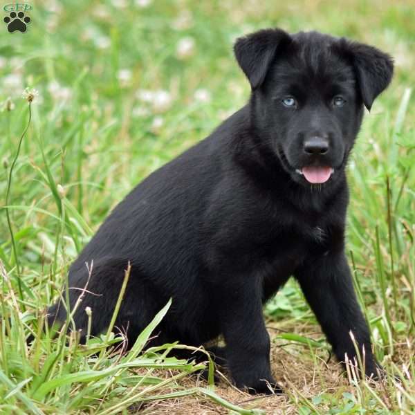 Cadburry, Labrador Mix Puppy