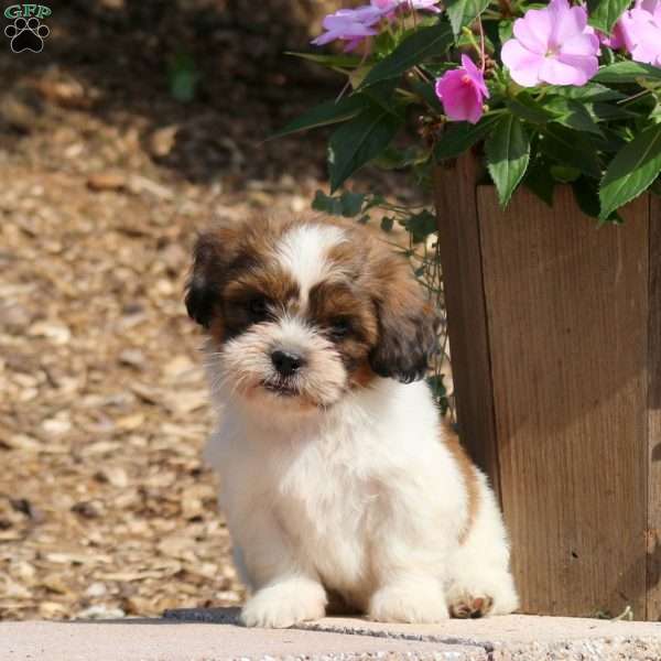 Cain, Teddy Bear Puppy