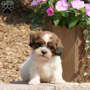 Cain, Teddy Bear Puppy