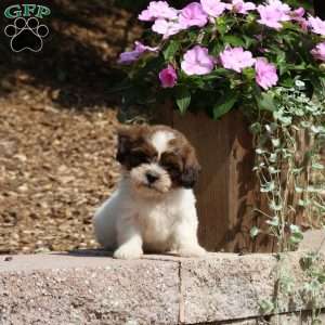 Cain, Teddy Bear Puppy