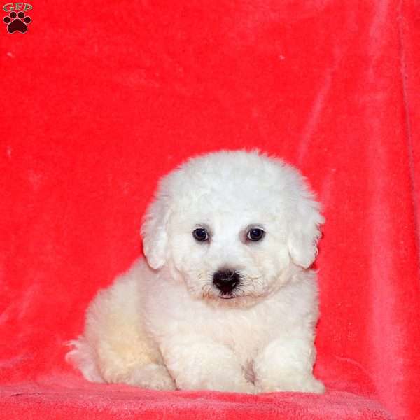 Caleb, Bichon Frise Puppy