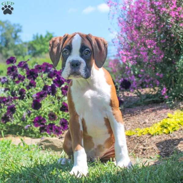 Caleb, Boxer Puppy
