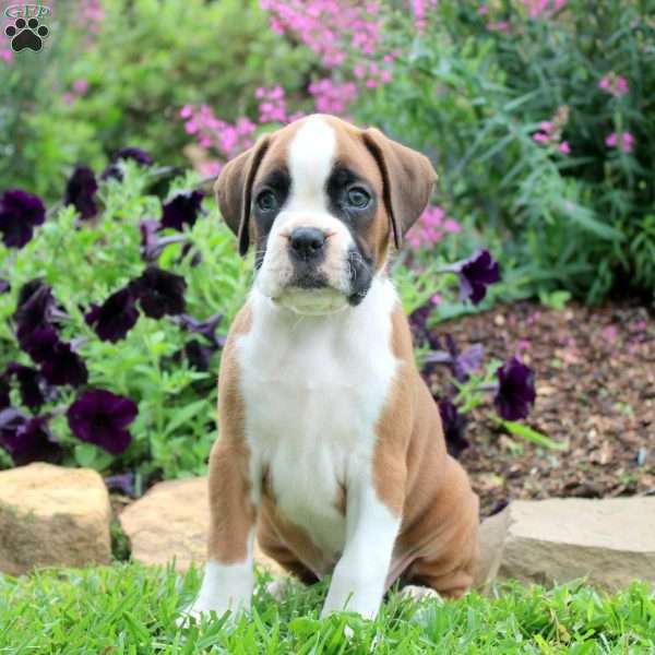 Caleb, Boxer Puppy
