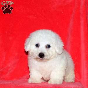 Caleb, Bichon Frise Puppy