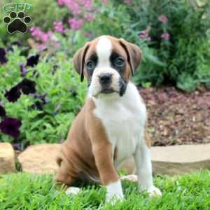 Caleb, Boxer Puppy
