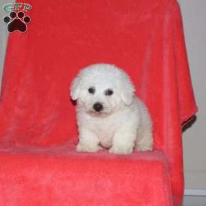 Caleb, Bichon Frise Puppy