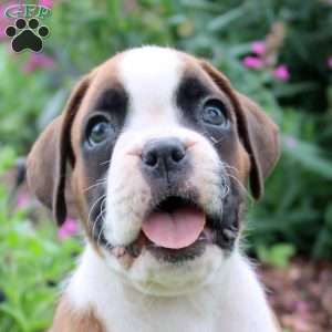 Caleb, Boxer Puppy