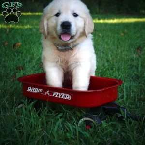 Caleb, Golden Retriever Puppy