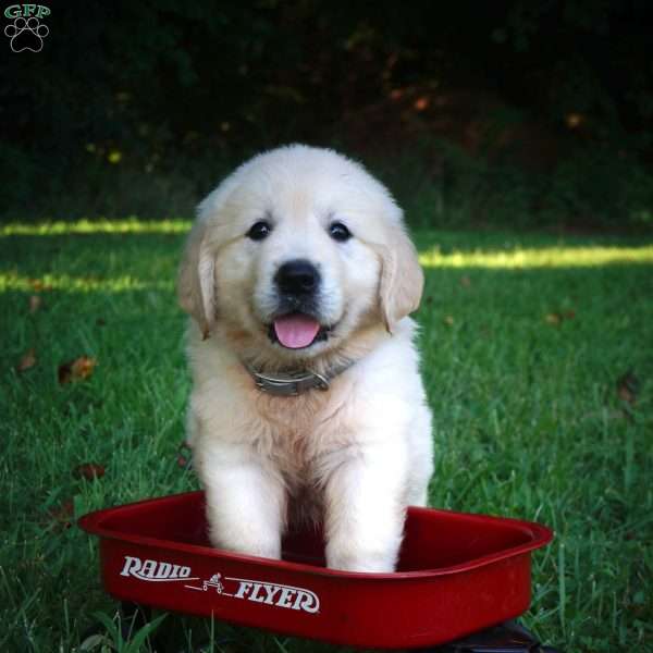 Caleb, English Cream Golden Retriever Puppy