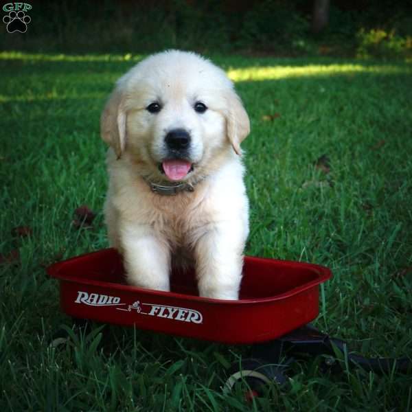 Caleb, Golden Retriever Puppy