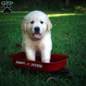 Caleb, English Cream Golden Retriever Puppy