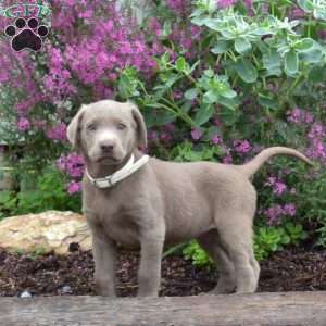 Cali, Silver Labrador Retriever Puppy