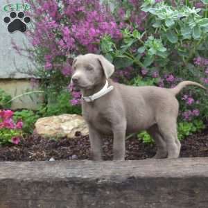Cali, Silver Labrador Retriever Puppy