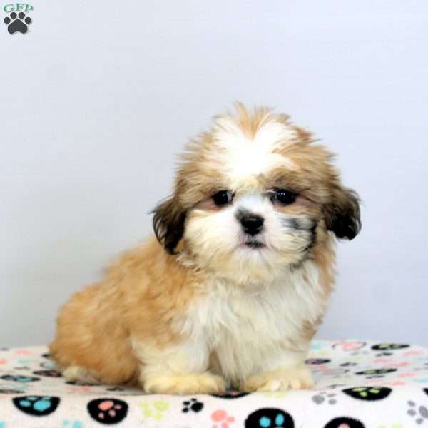 Callie, Shih Tzu Puppy
