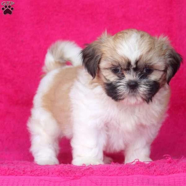 Callie, Shih Tzu Puppy
