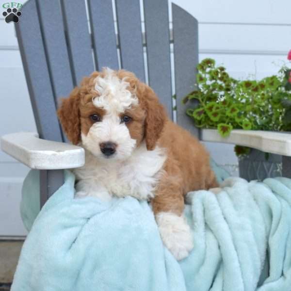 Callie, Mini Bernedoodle Puppy