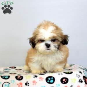 Callie, Shih Tzu Puppy