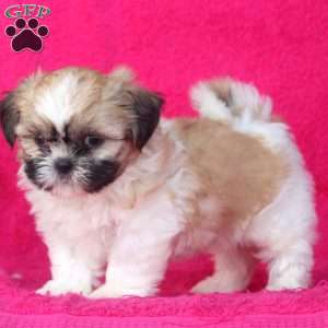 Callie, Shih Tzu Puppy