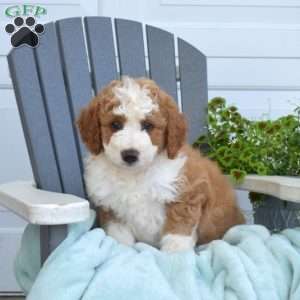 Callie, Mini Bernedoodle Puppy