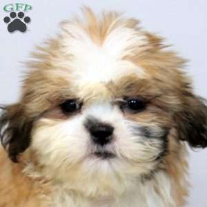 Callie, Shih Tzu Puppy