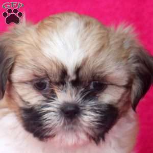 Callie, Shih Tzu Puppy