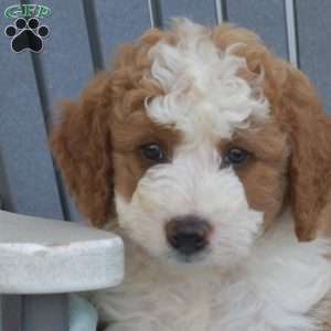 Callie, Mini Bernedoodle Puppy