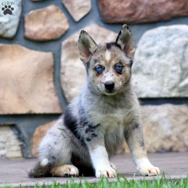 Callie, Pomsky Puppy