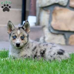 Callie, Pomsky Puppy