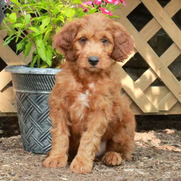 Calvin, Irish Doodle Puppy