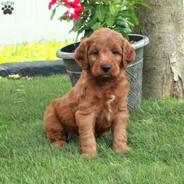 Calvin, Irish Doodle Puppy