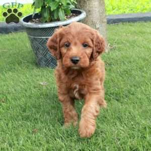 Calvin, Irish Doodle Puppy