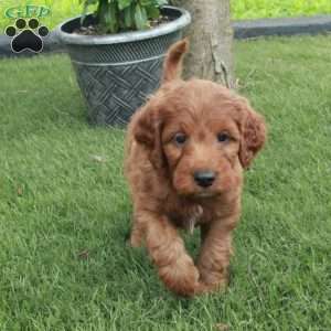 Calvin, Irish Doodle Puppy